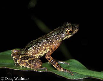 Slender Toad b154-19.jpg - 36036 Bytes